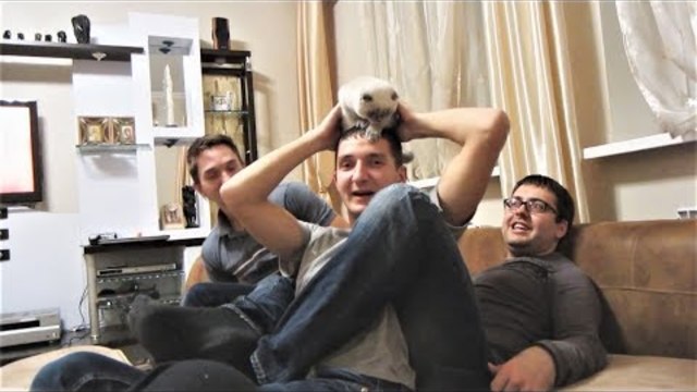 Приколы с кошками и котами  Подборка смешных видео с котиками и кошечками Кошкина любовь