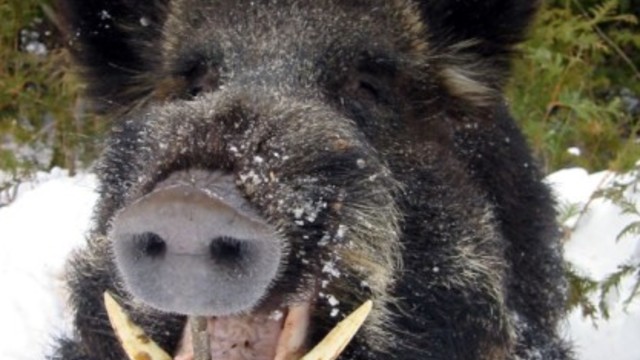 ЗАБАВНО.СВИРЕПО ДИВО ПРАСЕ