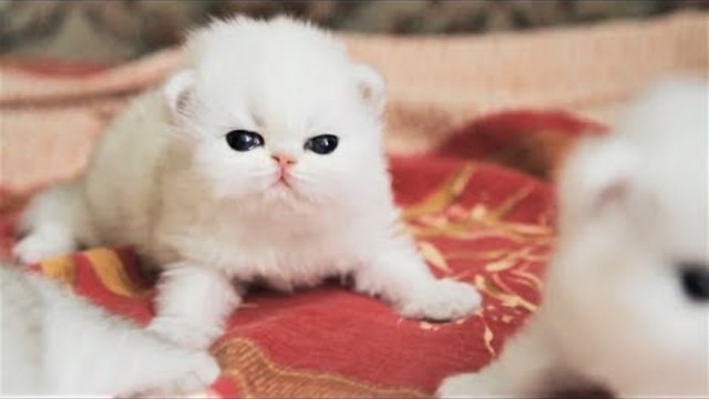 Cute Baby Cat UHD 4K Little Kittens かわいい子猫 #140 Самые милые котята и котятки 2018 süße Kätzchen