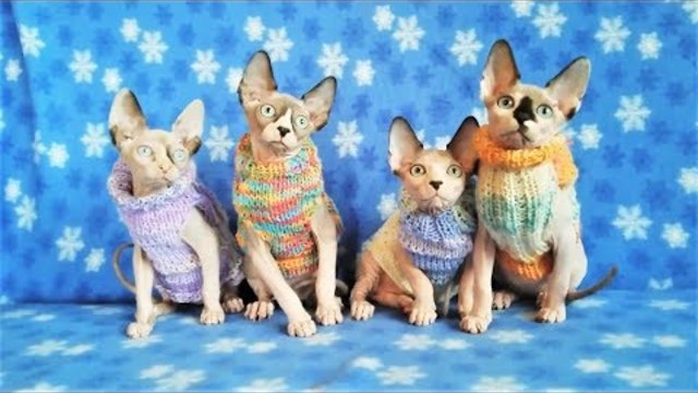 Приколы с животными 2017 2018 Смешные собаки и кошки