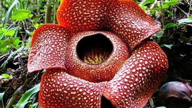 Вижте Рафлезия Арнолди ❤️  – най-голямото цвете в света (Rafflesia arnoldii) GOOGLE 2018