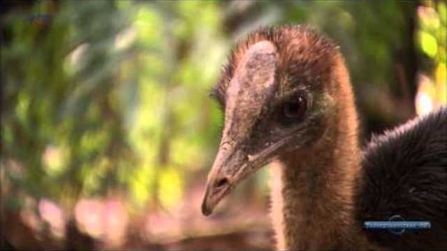 ДИНОЗАВЪРЪТ  В НАШЕТО ВРЕМЕ.КАЗУАР