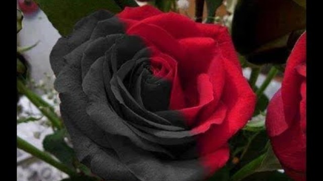 ЕВГ. КЕМЕРОВСКИЙ  -  Я К ТЕБЕ НИКОГДА НЕ ВЕРНУСЬ "