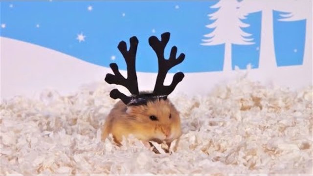 ТОП 5 Лучшие ВИДЕО ПРО СМЕШНЫХ ХОМЯКОВ  Top 5 funny video about a hamster  ХОМКИ