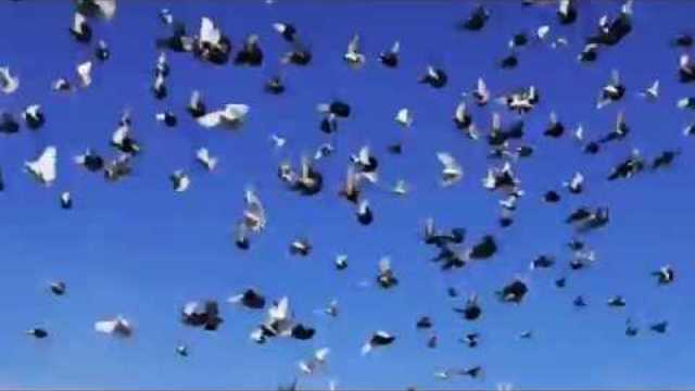 Много красиво и уникално! Вижте най-прекрасните гълъби в полет в синьото небе