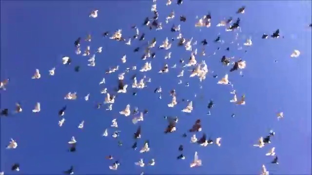 Вижте невероятна красота от цветове и музика! Най-красивите гълъби летят в небето (ВИДЕО)