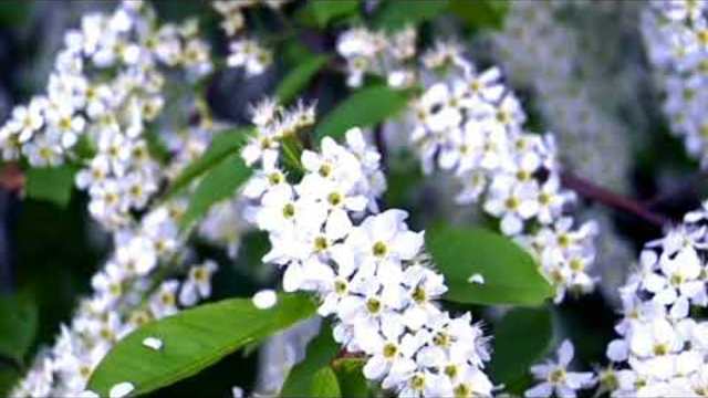 Валерий Палаускас   -   Я у ЧЕРЁМУХИ ДУШИСТОЙ