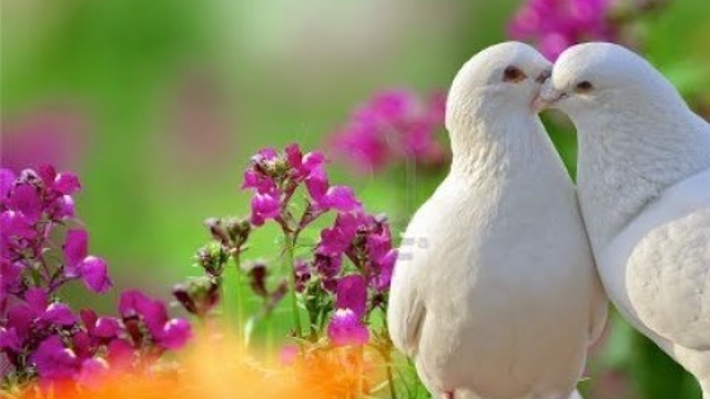 СЕРГЕЙ ОДИНЦОВ и АЗАМАТ ИСЕНГАЗИН  -  ГОЛУБИ ЦЕЛУТСЯ НА КРЫШЕ