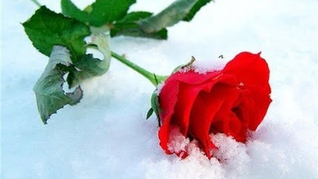 Евгений Войнов   -  РОЗЫ В ФЕВРАЛЕ