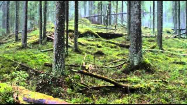 Чудесный лес онлайн в hd качестве