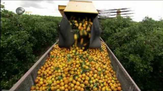 КАК СЕ ПРАВИ ПОРТОКАЛОВ СОК В ЩАТИТЕ