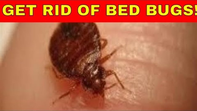 Home Remedies to get rid of bed bugs fast!