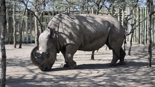 Изчезващ вид! Почина последният мъжки северен бял носорог