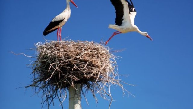 Щъркел си прави гнездо сниман от камера вижте го (видео)