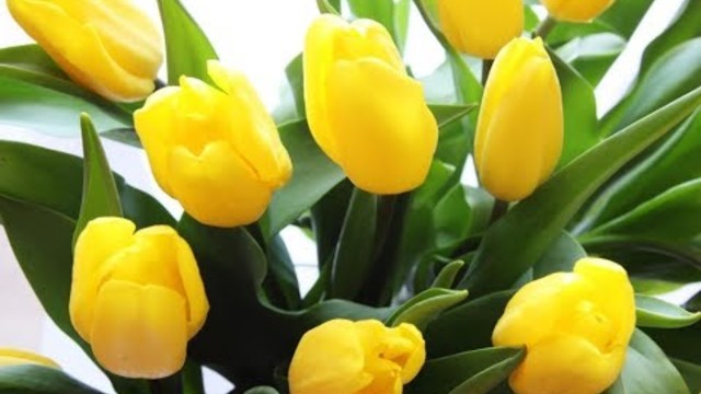 Жёлтые тюльпаны