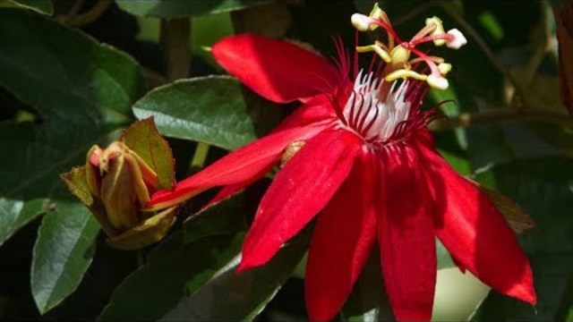 Цветы невиданной красы, Экзотика, Прекрасная музыка, Релакс