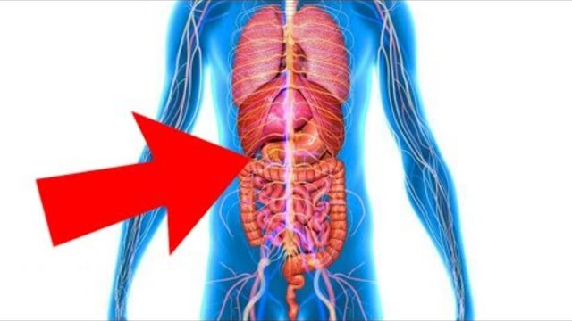 Няма да повярвате!!! Откриха нов орган в тялото на човек Вижте - Scientists Discover New Human ORGAN