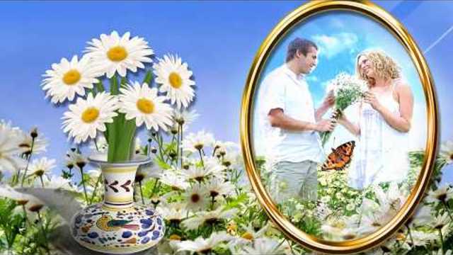 Белые ромашки