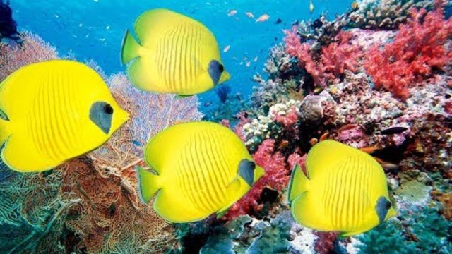 Сергей Грищук  -   ОКЕАН ЛЮБВИ !СБОРНИК МУЗЫКИ #4 музыка