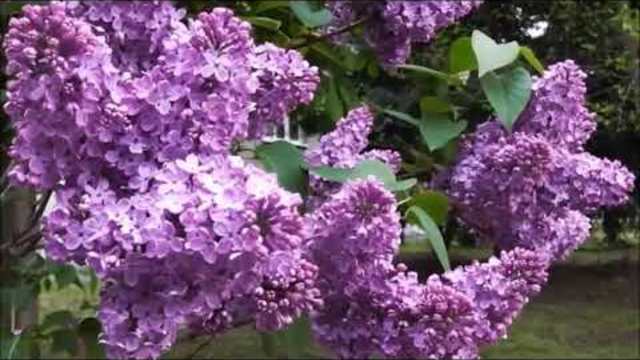 ВЕТКА БЕЛОЙ ДУШИСТОЙ СИРЕНИ