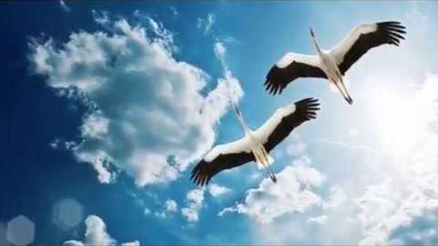 ВАЛЕРИЙ ЗАЛКИН - ЖУРАВЛИ