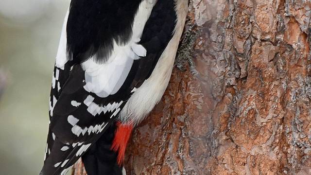 ЗАБАВЕН КАДЪР.КЪЛВАЧ В ДЕЙСТВИЕ