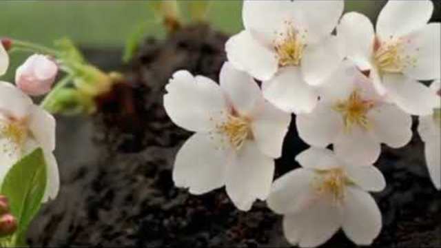 АНДРЕЙ МОРОЗ - ПРОСТО СЕГОДНЯ ВЕСНА