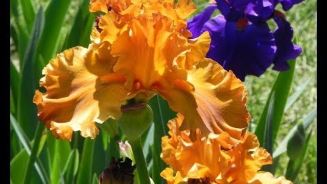 Восхитительная и душевная мелодия