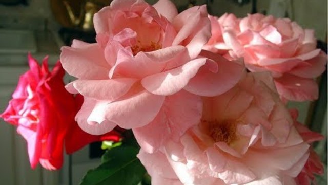 Виктория Куприна  -  Цветы