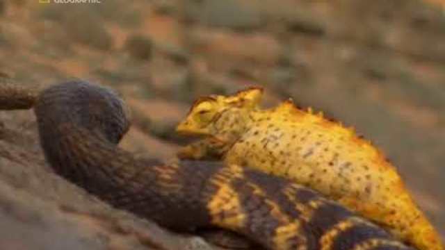 Най-опасните животни в света: От пустинята до саваната