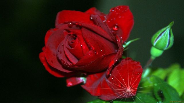 🌦 Рози в дъжда . 🌹 .  (music Giovanni Marradi)⛈