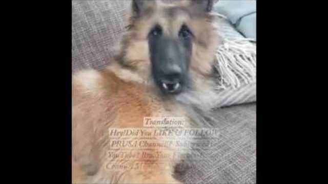 Miss Froeya Scolds You! Doggy Talk