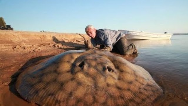 Discovery Channel - Речни чудовища: Тих убиец