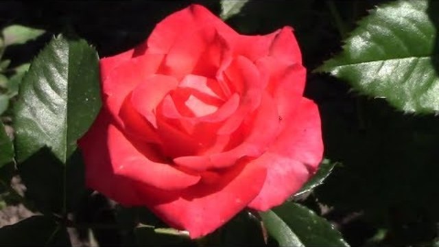 Троянди цвітуть і розквітло життя