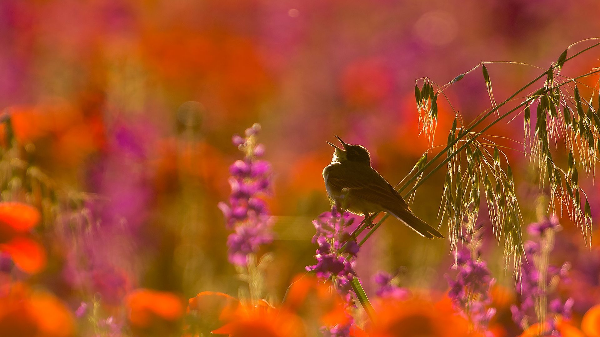 Природа под песню. Музыкальная природа. Лето цветы птицы. Музыка и природа картинки.