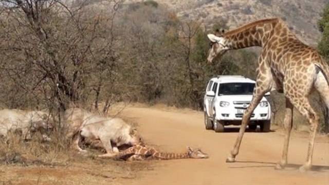 Жираф спасява бебето си от лъвовете! Giraffe Tries Saving her Calf From Hunting Lions