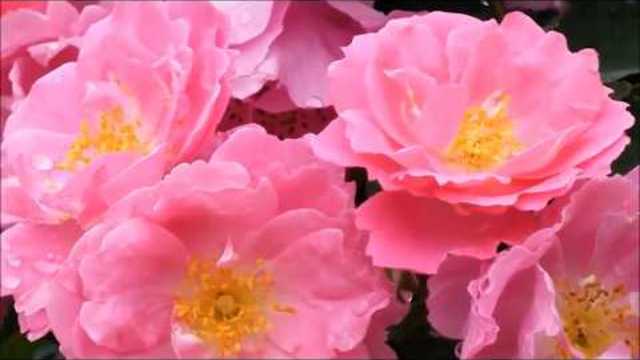 Красивые Песни ШАНСОН - Сборник!