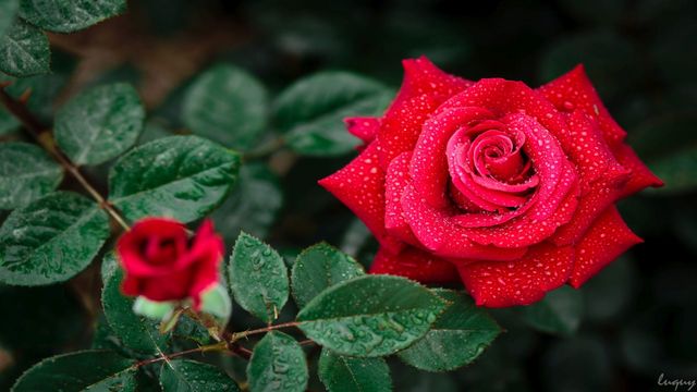 🌹🌹🌹  Червени рози  🌹🌹🌹