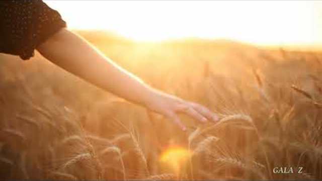 Т.  ШИЛОВА  -  КОЛОСИЛАСЬ РОЖЬ