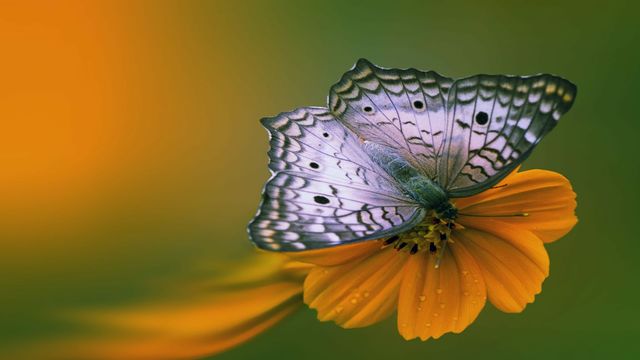 🦋 Жълти цветя и пеперуди! ...  (music Chamras Saewataporn) 🦋