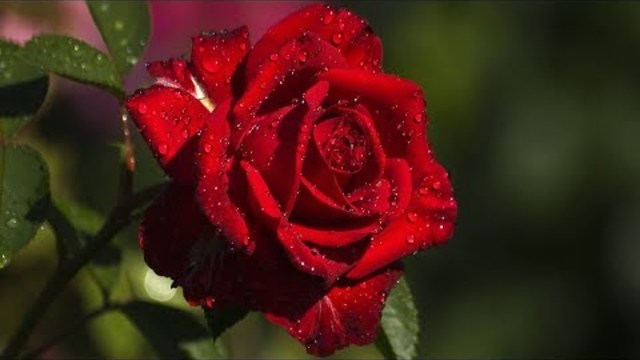 Красные розы -  прекрасные розы