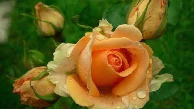 Роза чайная