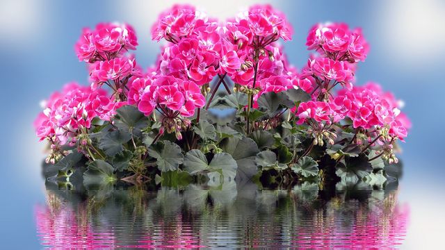 •✿•  Отражения на розови цветя! ...  (музика  - Омар Акрам)  •✿•