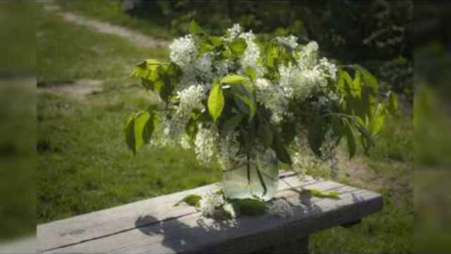 Валерий Новиков  —  Цвет Черёмухи