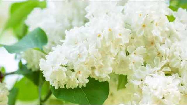 Валерий Новиков —  Цвет Черёмухи