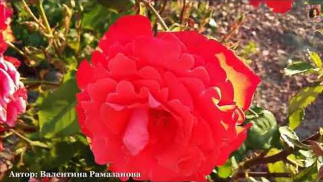 Татьяна Маркова  -  У розы женская судьба!