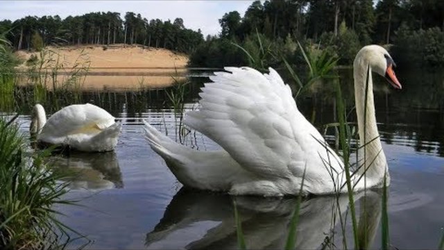 ЛЕБЕДИ НА ОЗЕРЕ! ЗВУЧИТ ПРЕКРАСНЫЙ САКСОФОН!