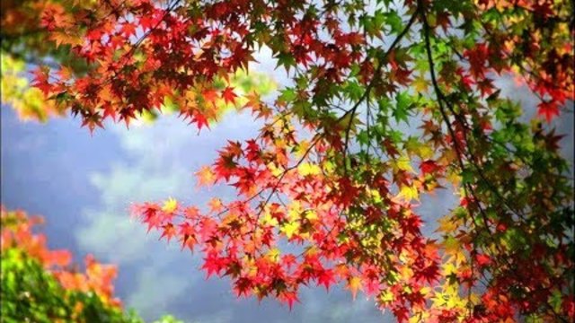 СЕРГЕЯ ЧЕКАЛИНА   -   ОСЕННИЙ БЛЮЗ