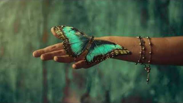 Сергей Чекалин  -  БАБОЧКА