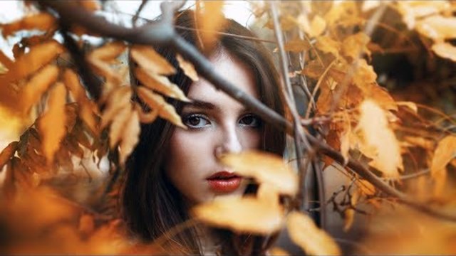 Алексей Плотников   -   ЖЁЛТАЯ ОСЕНЬ